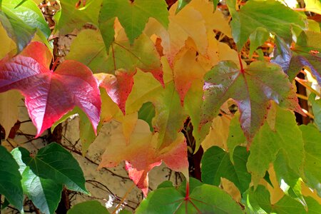 Golden vine red photo