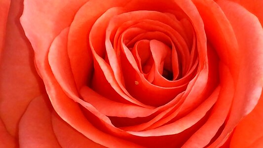 Blossom bloom love