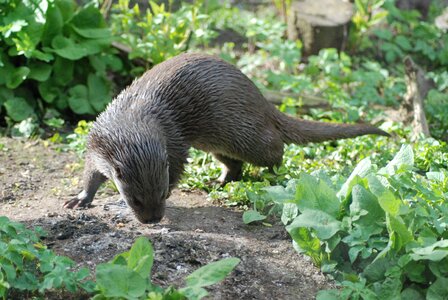 Mammal fur water