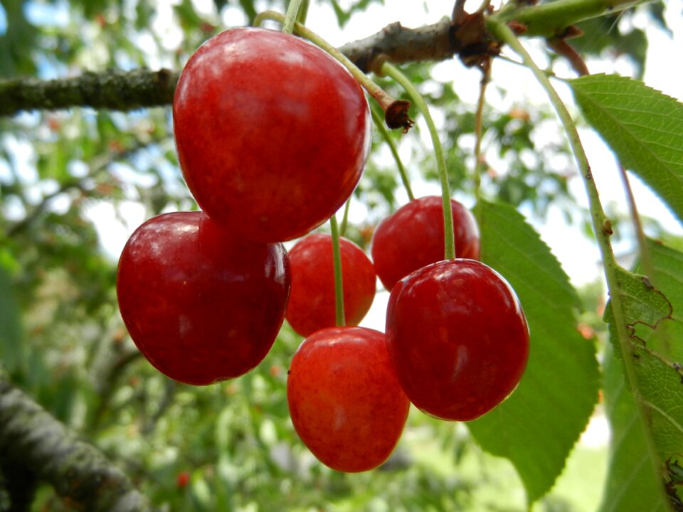 Cherries fruit leaves