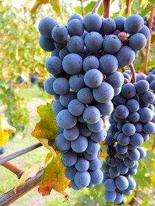 Wine fruit vine