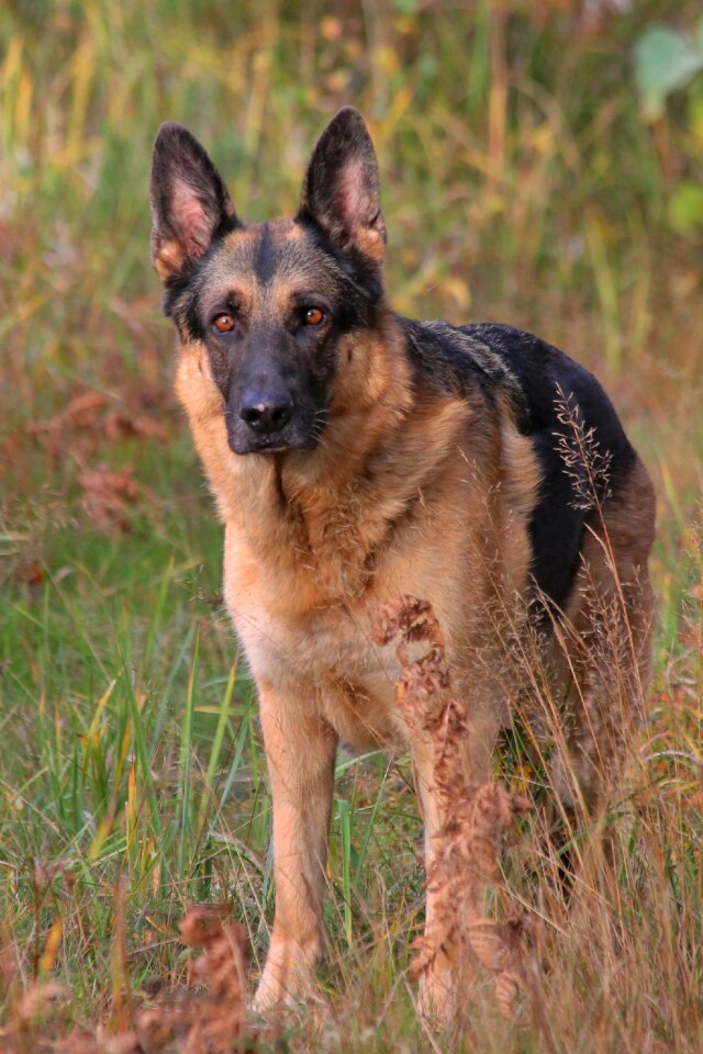 German shepherd dog autumn