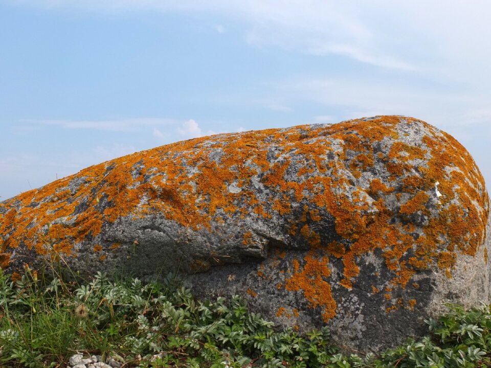 Nature sweden gotland