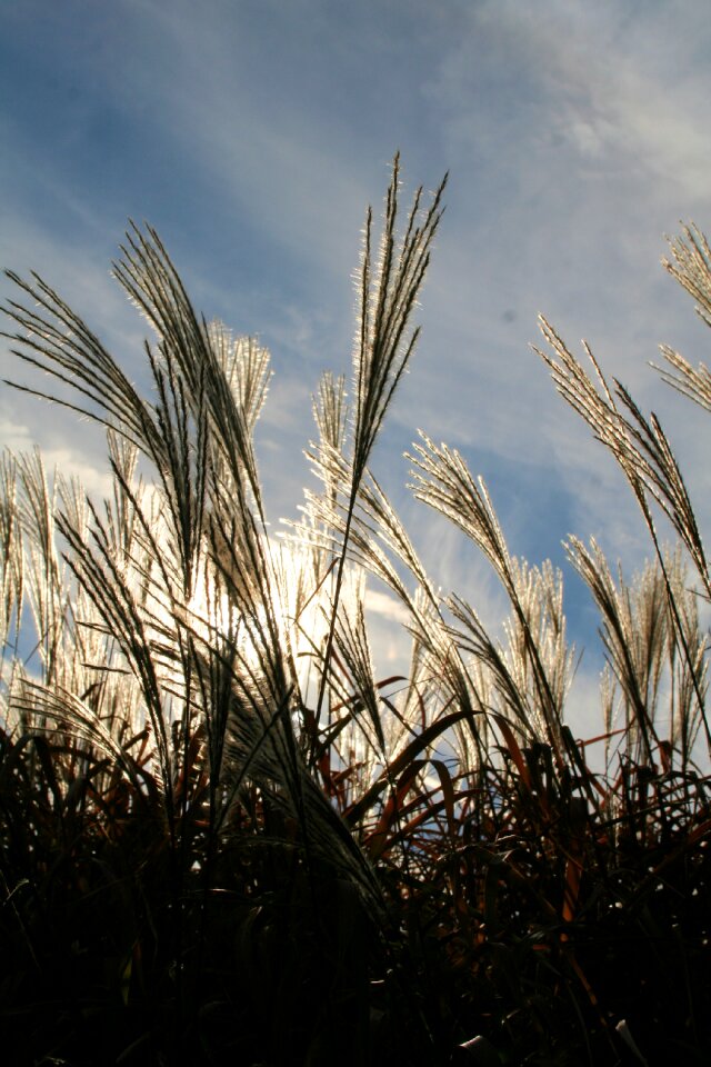 Plume erianthus wild