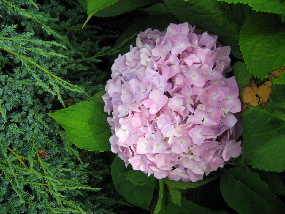 Hydrangea flower garden