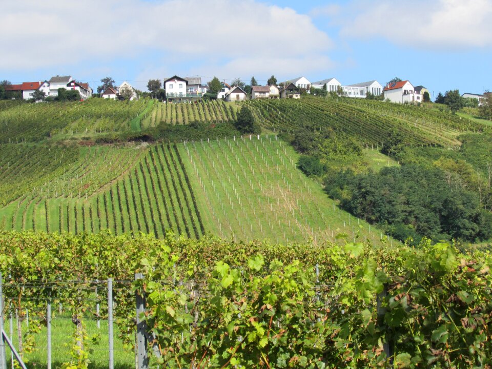 Landscape winegrowing vineyard