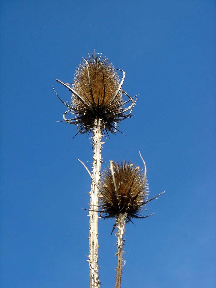 Wild flowers couple dry