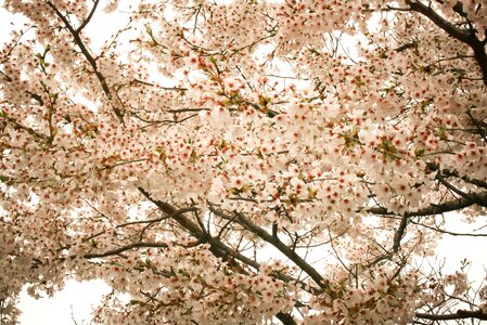 Flowers spring sakura