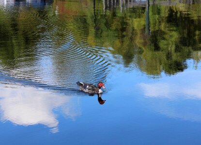 Wild wildlife water