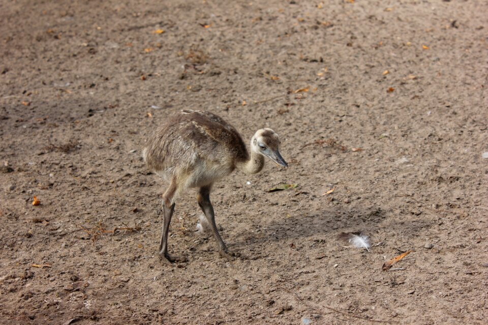 Bird flightless small