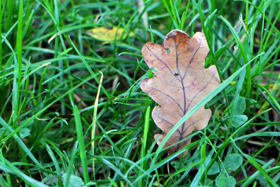 Dry withers leaf photo