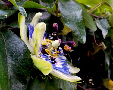 Passiflora passion flower flower suffering