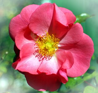Red pink tender