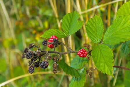 Thorns harvest bush