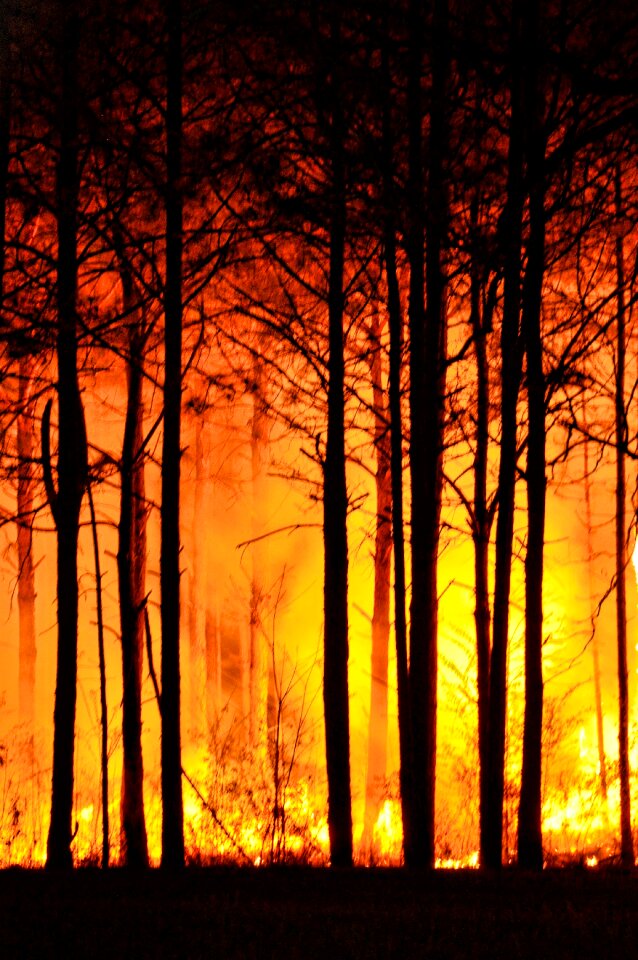 Fire forest night