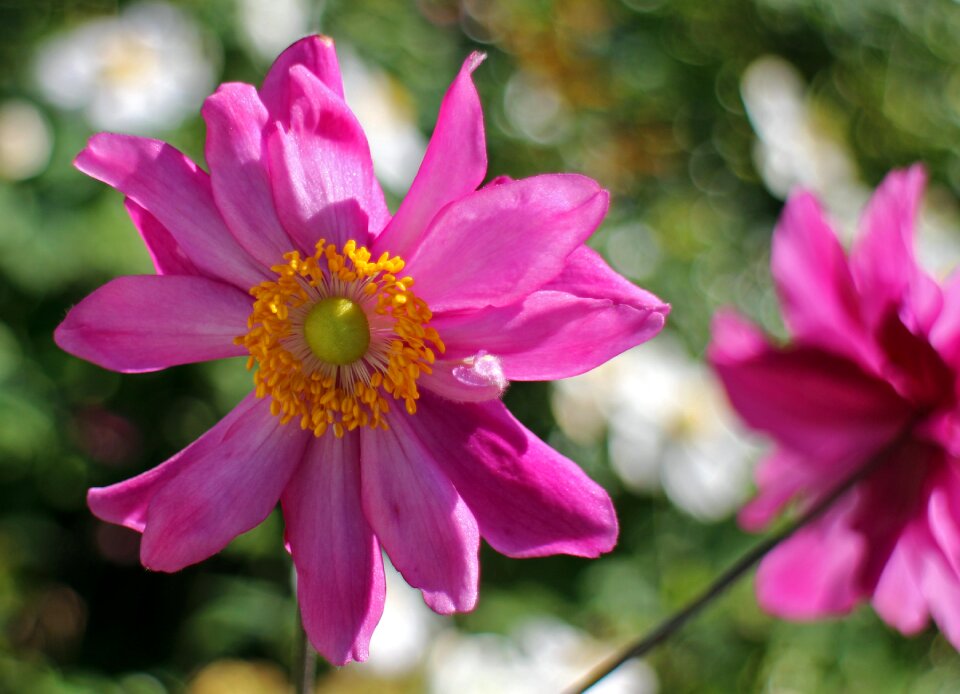 Anemone autumn blossom