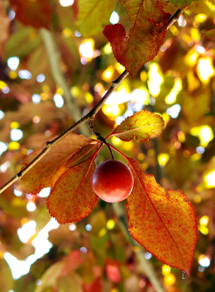 Plum fruit plum fruit tree