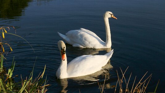 Swan animals water