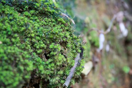 Moss stone the scenery