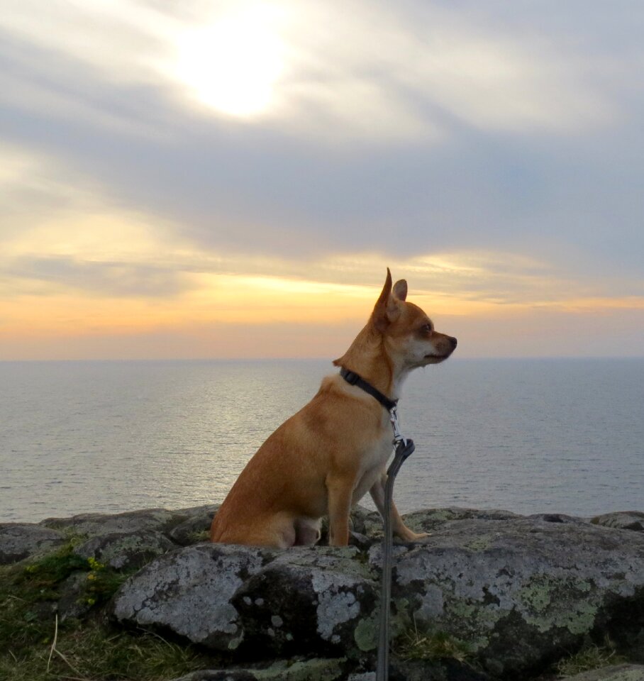 Dog evening sound