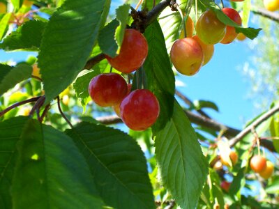 Sweet cherry summer fruit tree photo