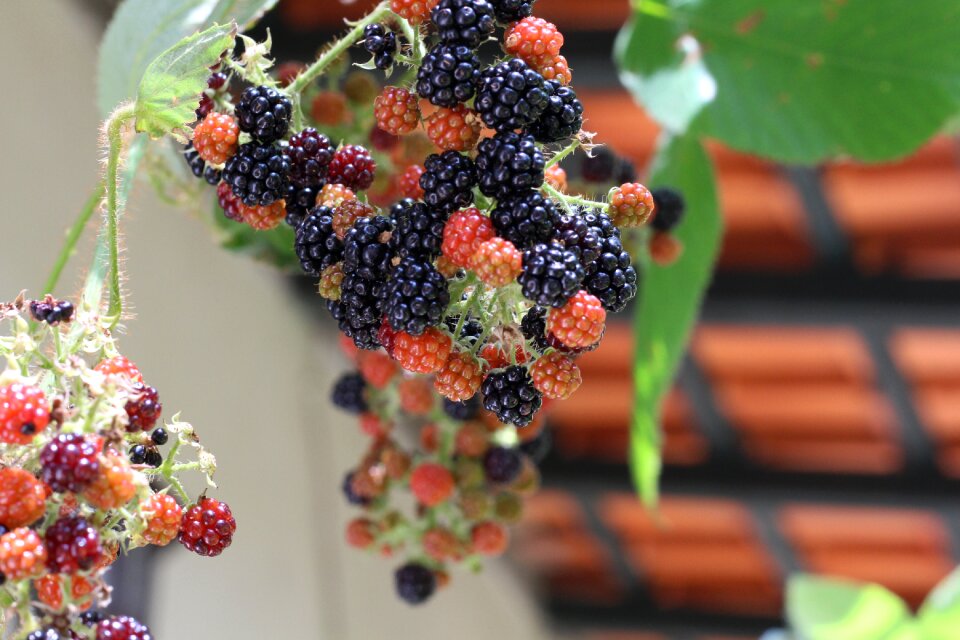 Berry fruit red