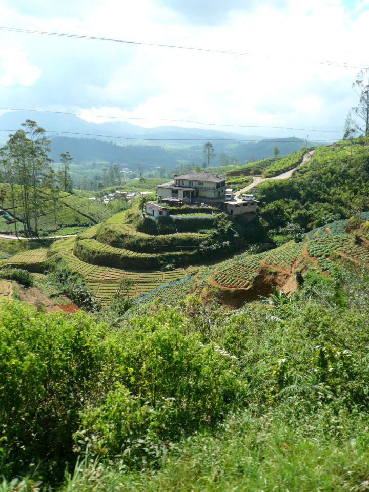 Sri lanka landscape tea plantation