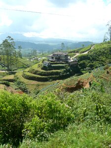 Sri lanka landscape tea plantation photo