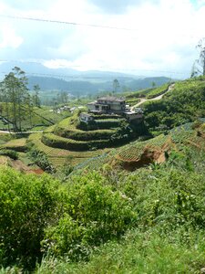 Sri lanka landscape tea plantation