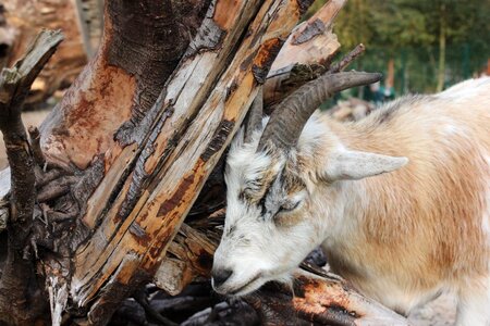 Horned billy goat domestic goat