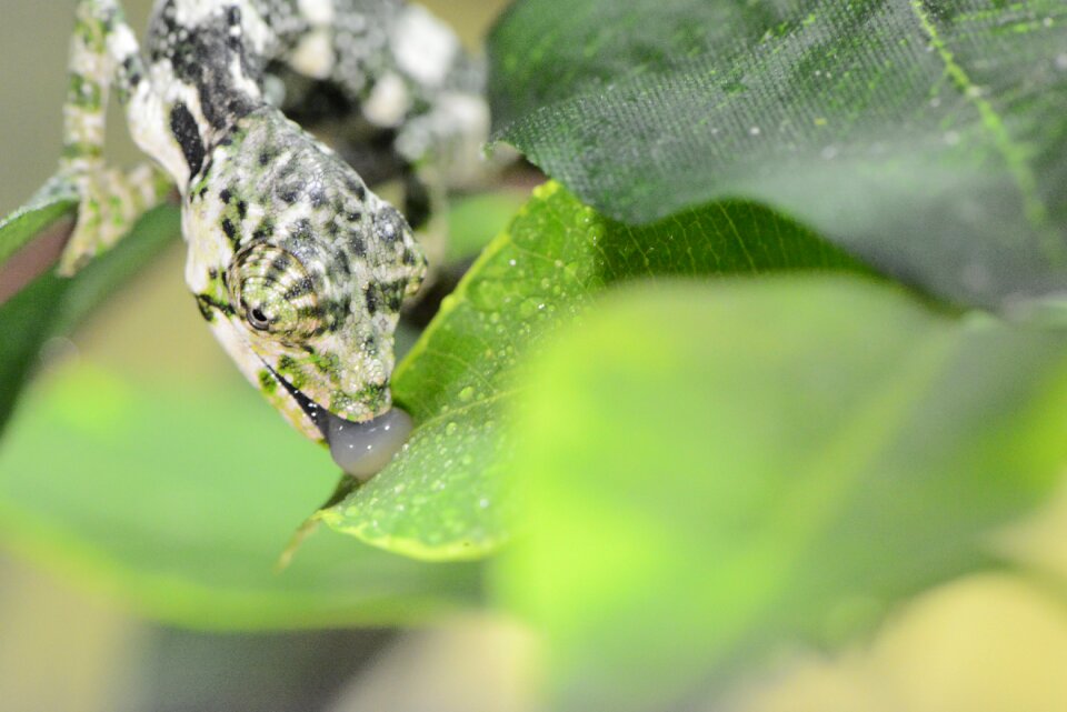 Cold blooded reptile animal