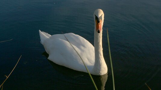 Animals water majestic