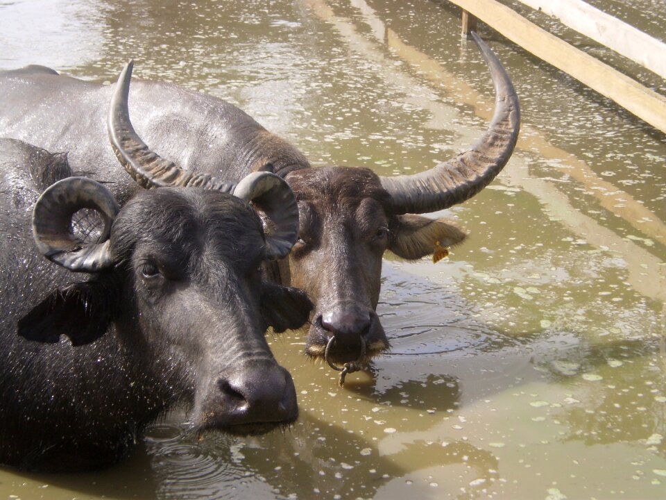 Buffalo marajoara pará