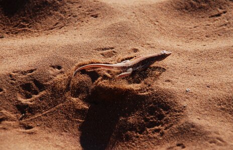Sand gear traffic