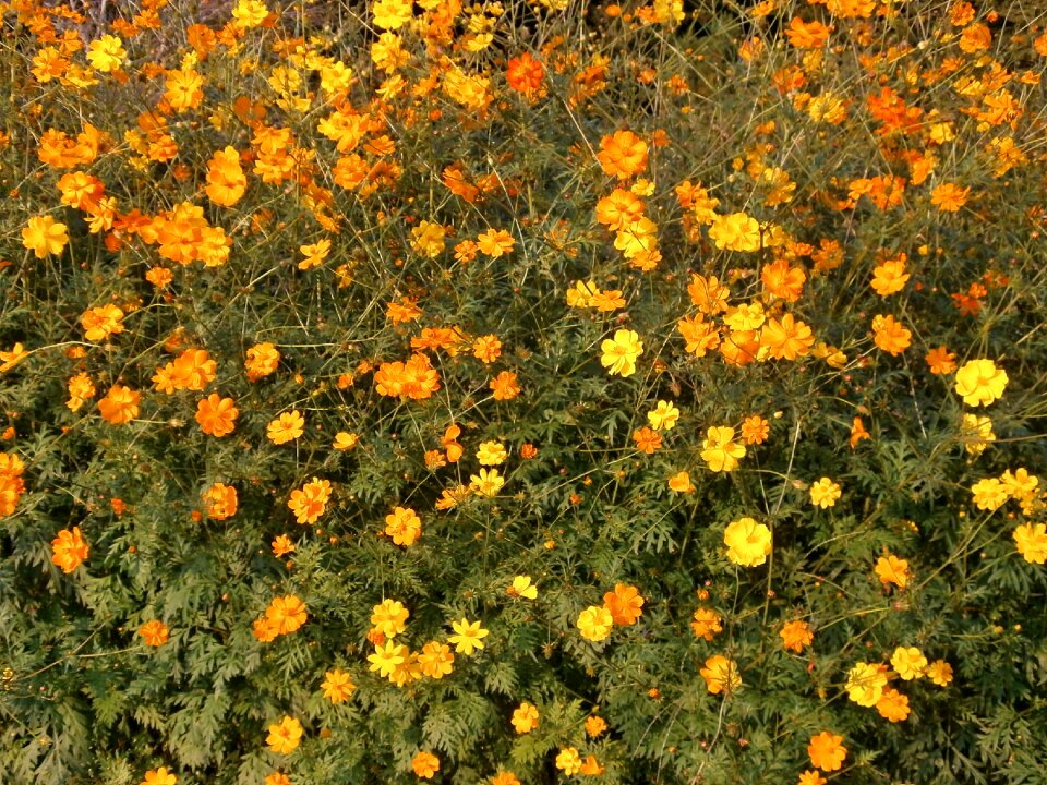 Orange blossom summer flowers autumn flowers