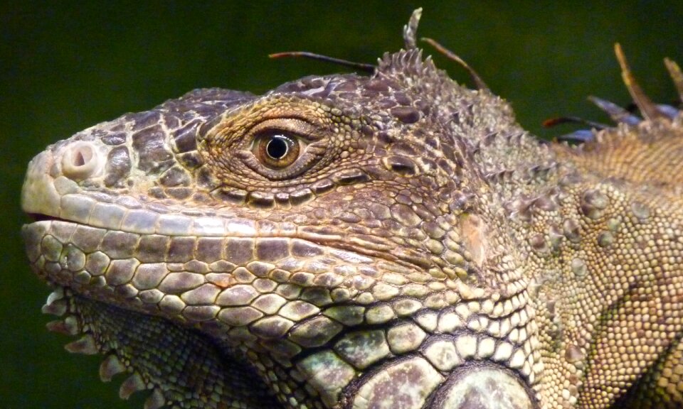 Profile face animal