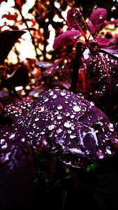 Natural botanical organic