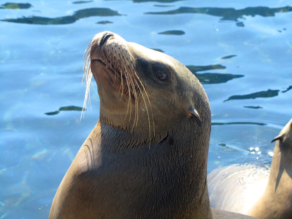 Nature ocean wildlife