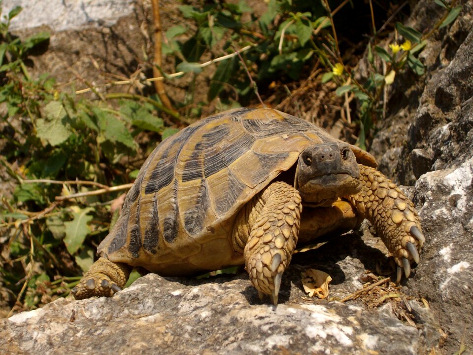 Animal reptile