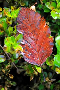 Foliage leaf leaves green photo