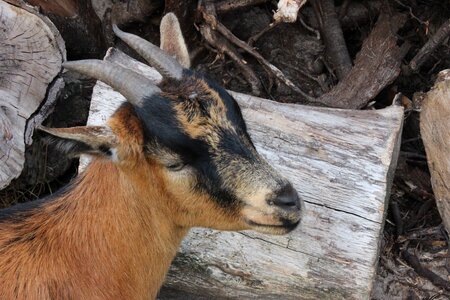 Horns domestic goat zoo
