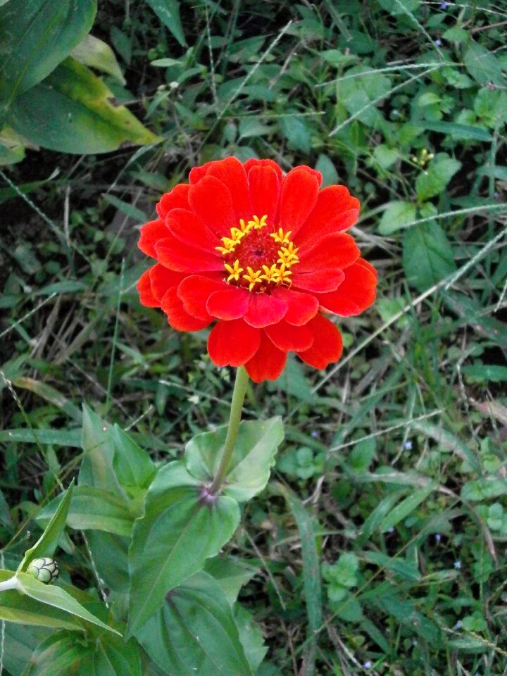 Zinnia elegans zinnia red flowers