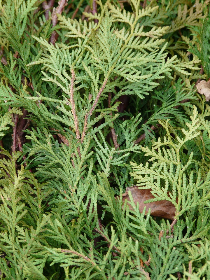 Western thuja ordinary thuja tree of life