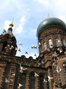 Sofia church building pigeon