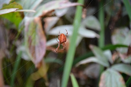 Orbweaver arachnid spiderweb photo