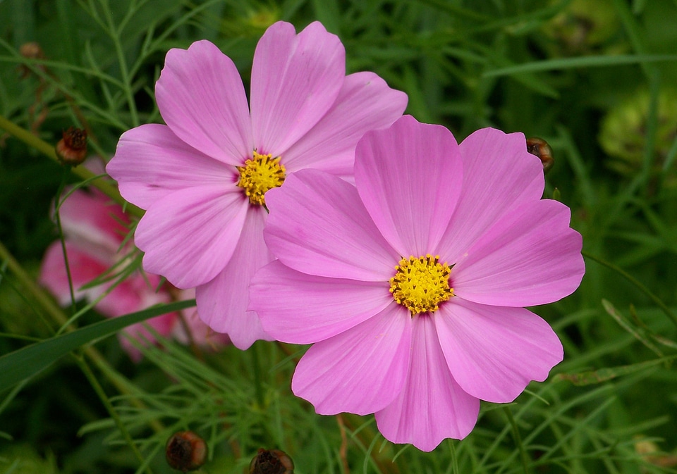 Bloom blossom colorful