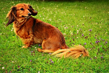 Animal dog brown