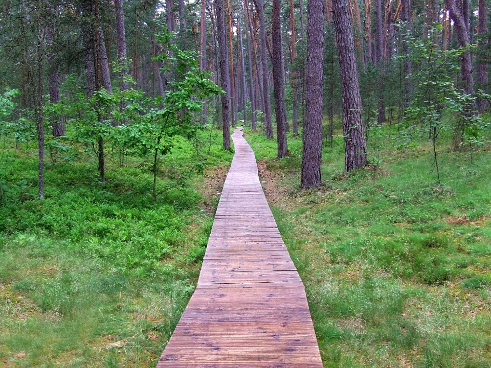 Nature peace forest