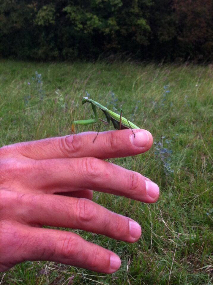 Insect animals nature