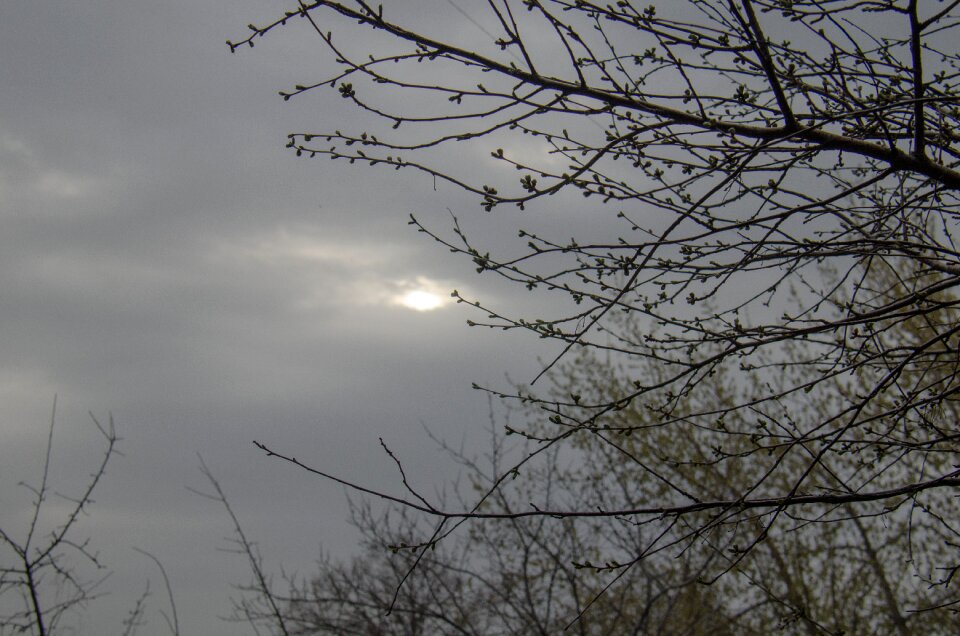 Spring april branch